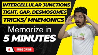 Intercellular junctions  tight junctions desmosomes and gap junctions  Types of cell junctions [upl. by Werdna]