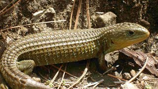 ¿Como cuidar una Barisia imbricata Guia basica de cuidados del Dragon enano [upl. by Htial406]