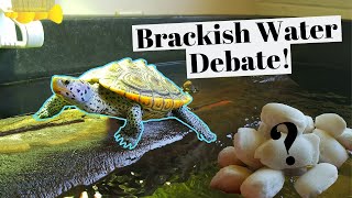 BRACKISH Water For DIAMONDBACK TERRAPINS [upl. by Zoellick]