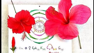 Hibiscus rosasinensis  vs and dissection of flower amp construction of floral diagram and formula [upl. by Lehsreh]