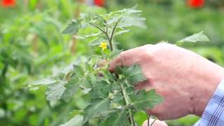 Tip for Tomato Transplants Pinch off Flowers [upl. by Eduam20]