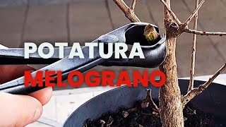 POTATURA del mio MELOGRANO DA TALEA [upl. by Jannery734]