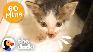 60 Minutes Of Your Favorite Craziest Cats  The Dodo [upl. by Nahshon]