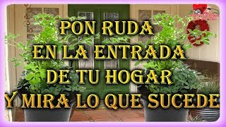 PON RUDA EN LA ENTRADA DE TU HOGAR Y MIRA LO QUE SUCEDE [upl. by Catlee475]