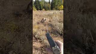 Mountain Lion stalks elk hunter in Idaho Saved by Glock27 warning shots [upl. by Araas]