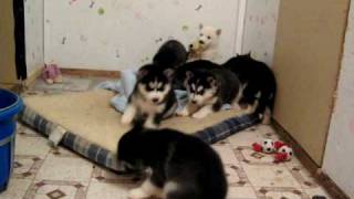 Siberian Husky Puppies 4 weeks  Playtime [upl. by Keiko549]