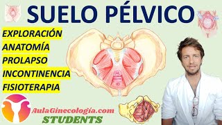 SUELO PÉLVICO AulaGinecología  STUDENTS ANATOMÍA PROLAPSO INCONTINENCIA FISIOTERAPIA [upl. by Aymik568]