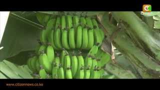 Smart Farm Banana Farming [upl. by Ogirdor]