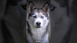 Descubre al Husky Siberiano 🐺 ¡Un perro fascinante con mirada penetrante y pelaje espeso huskysiberiano perros perrosgraciosos [upl. by Darbie]