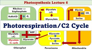 Photorespiration  C2 Cycle  Glycolate Cycle  Photosynthesis L6 [upl. by Chema]