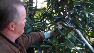 How to Prune Magnolias [upl. by Mada]