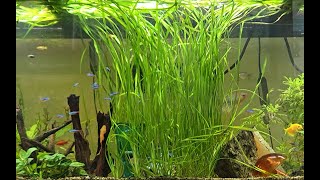 We Added New Cardinal Tetras and Julii catfish Fish to the 155 Gallon Aquarium Exciting additions [upl. by Fleta]