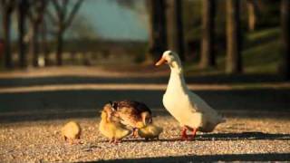 Duck Mating Patos apareándose videosucesoscom [upl. by Ahsiad]