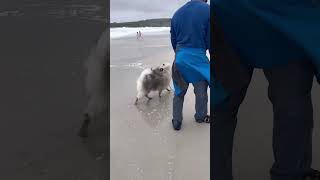 1 Year Old Keeshond Puppy Went to the Beach🌊🐾💕 [upl. by Guimond220]