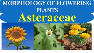 Compositae Family in Tamil  Morphology of Flowering Plants  NEET 2024 New Syllabus  Asteraceae [upl. by Aillimat]