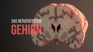 Nervensystem Teil 2  Aufbau und Funktionsweise des Gehirns Animation [upl. by Janeta]