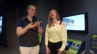 New Island Life exhibit opens at Tennessee Aquarium [upl. by Ennaeirrac]