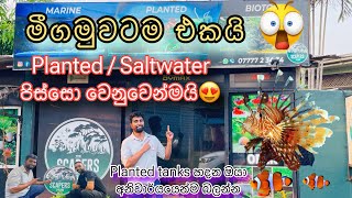 Planted tanks  saltwater tanks හදන්න ආස ඔයාලා බලන්නම ඕනේ 😍 මුල ඉදන් හැමදේම ගන්න නියම තැනක් ♥️ [upl. by Ahselrac]