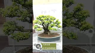 A Yaupon holly bonsai [upl. by Eveline]