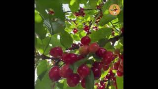 fruit cherry cherries চেরি [upl. by Mikiso]