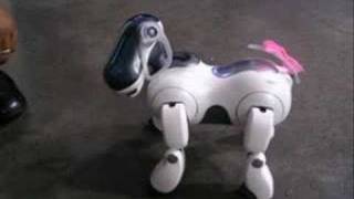 Sony Aibo ERS7M2 [upl. by Godber]