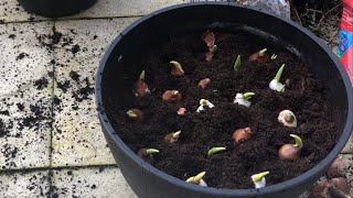 PLANTING TULIP BULBS IN MARCH  spring container  bulb planting [upl. by Aleihs]