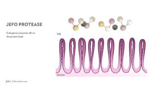 Jefo Protease animation [upl. by Elbertina]