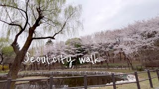 SEOUL KOREA 🇰🇷 Yongsan Family Park Cherry Blossom Outing [upl. by Spohr234]