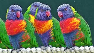 Lorikeets  Exotic Birds [upl. by Sheelagh]