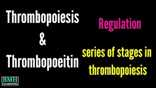 Thrombopoiesis  Thrombopoietin  Production Of Thrombocytes  Formation Of Platelets [upl. by Gelasias]