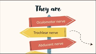 cranial nerves acting on the eye [upl. by Kolb]