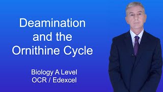 A Level Biology Revision Year 13 quotDeamination and the Ornithine Cyclequot [upl. by Eneloc]