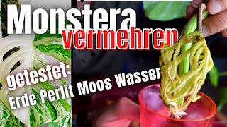 Steckling schnell und einfach bewurzeln lassen Pflanzen wie Monstera Deliciosa variegata vermehren [upl. by Yehsa]