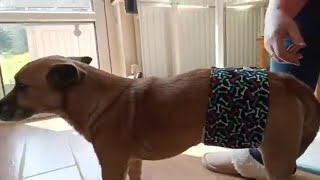 How To Make A Dog Belly Band Tutorial [upl. by Cohen]