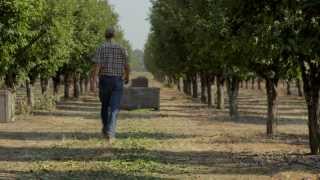 Growing California Dried Plums Prunes  BRoll [upl. by Ynettirb46]