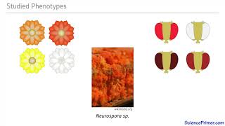 Beadle and Tatum Part 1 Neurospora crassa [upl. by Animaj]