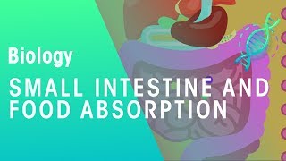 Small intestine and food absorption  Physiology  Biology  FuseSchool [upl. by Anuhsal]