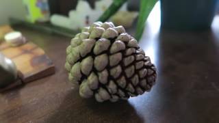 Only vid in the world of a pine cone opening instantly  no time lapse [upl. by Reyaht665]