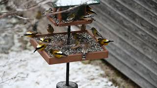 Evening Grosbeaks at the Algonquin Provincial Park Visitor Centre feeders [upl. by Aisanahta234]