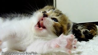 Top 21 Cutest and funny Kittens Stretching [upl. by Anaya18]