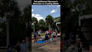 Reaction of Rehabilitated Manatee to Cooling Water shorts [upl. by Caye856]