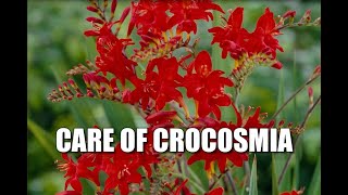 Interesting things about Crocosmia amp Diagnosing Problems [upl. by Tiertza722]