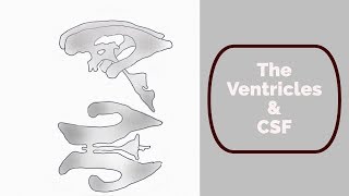 Ventricles and cerebrospinal fluid [upl. by Arihs]