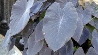 Colocasia Esculenta  Black Magic Plant [upl. by Cosma]