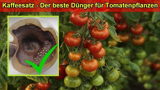 Tomaten düngen mit Kaffeesatz Anleitung Wann wie viel Vorteile  Kaffeesatz als Dünger für Tomaten [upl. by Yramanna]