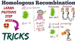 Homologous Recombination stepwise proteinstricks 🤩Made Easy [upl. by Anerec]