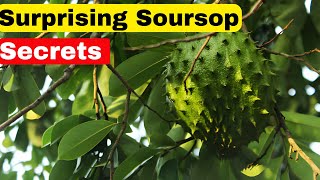 The surprising Benefits of SOURSOP LEAF TEA [upl. by Aikmat]