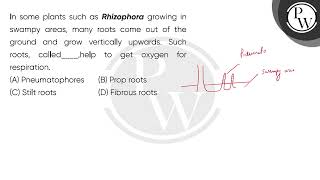 In some plants such as Rhizophora growing in swampy areas many roots come out of the ground and [upl. by Tarah495]