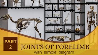 JOINTS OF FORELIMB with simple diagram  veterinary anatomy amp surgery  first year  fourth year [upl. by Yecies]