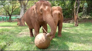 Elephants are intelligent emotional and selfaware with remarkable abilities  ElephantNews [upl. by Yrad957]